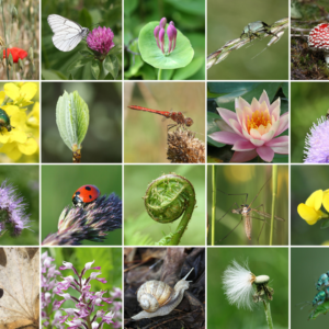 Biodiversity Enhancement