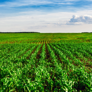 Novel Crops & Diversification