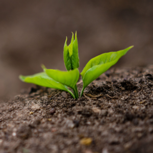 Soil Health Restoration