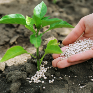 Nutrient Use Efficiency